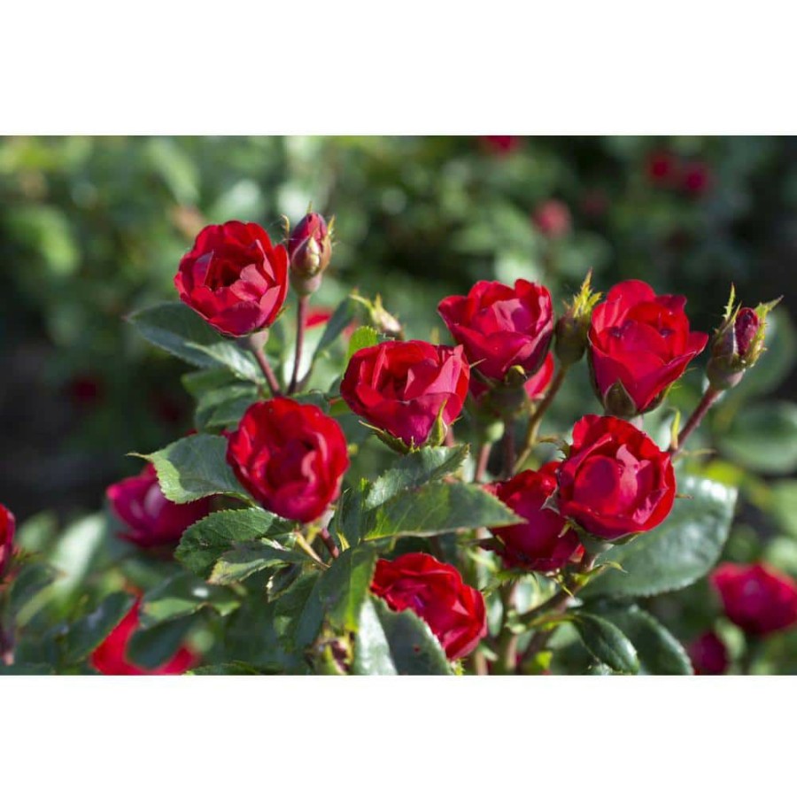 Outdoor Plants * | Deals 1.5 Gal. Red The Petite Knock Out Rose Bush With Red Flowers