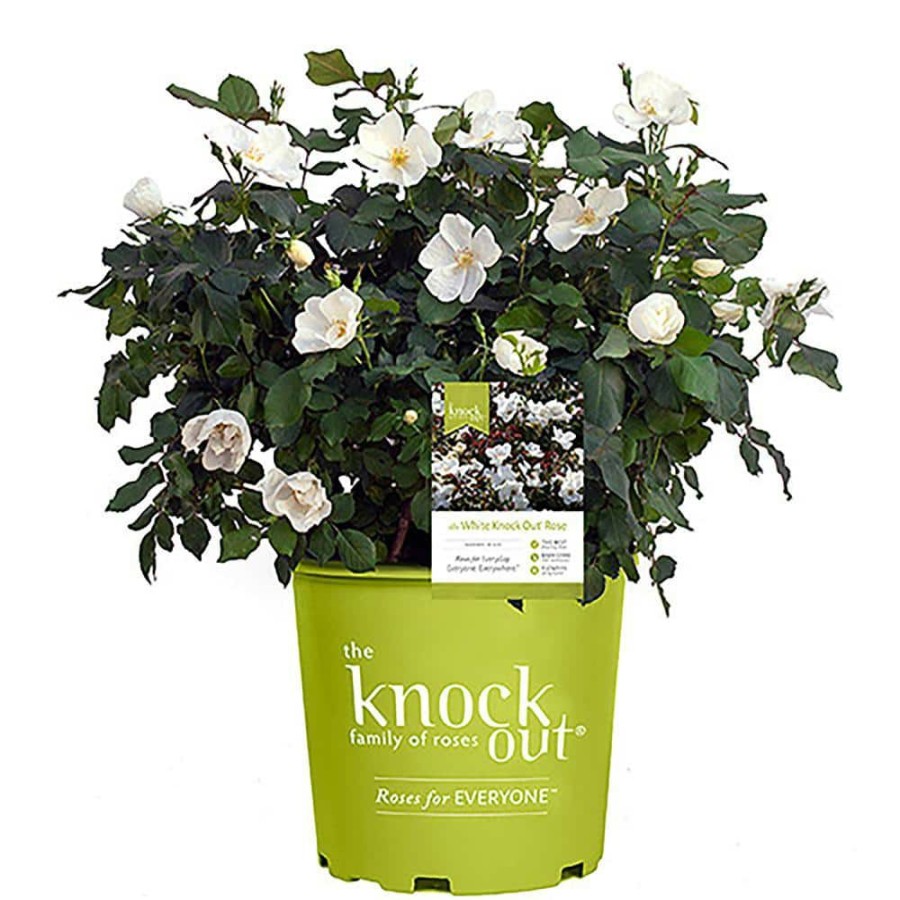 Outdoor Plants * | Best Pirce 2 Gal. The White Knock Out Rose Bush With White Flowers