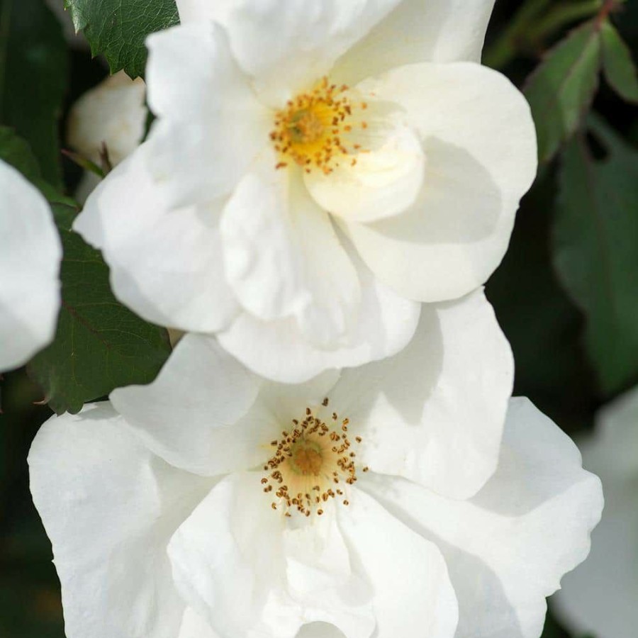 Outdoor Plants * | Best Pirce 2 Gal. The White Knock Out Rose Bush With White Flowers