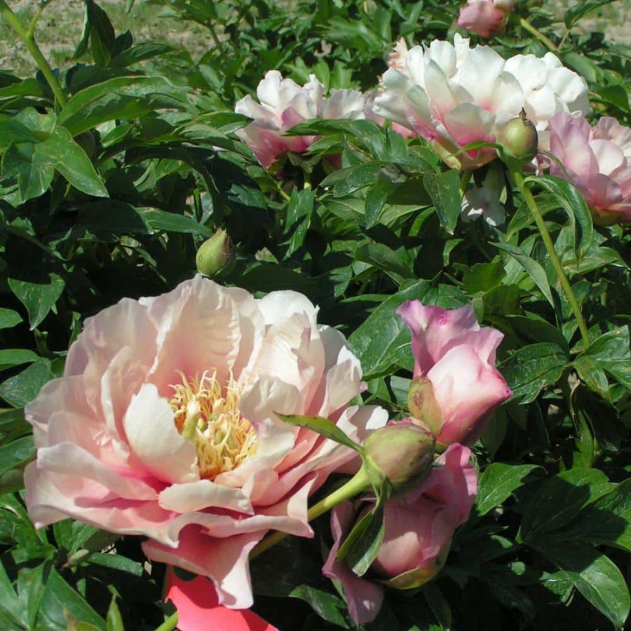 Outdoor Plants * | Top 10 4 In. Pot Itoh Peony Pastel Lilas, Live Potted Perennial, Pink Flower (1-Pack) By Spring Hill Nurseries