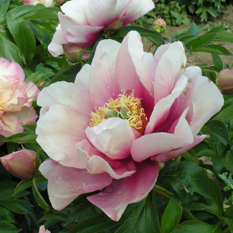 Outdoor Plants * | Top 10 4 In. Pot Itoh Peony Pastel Lilas, Live Potted Perennial, Pink Flower (1-Pack) By Spring Hill Nurseries