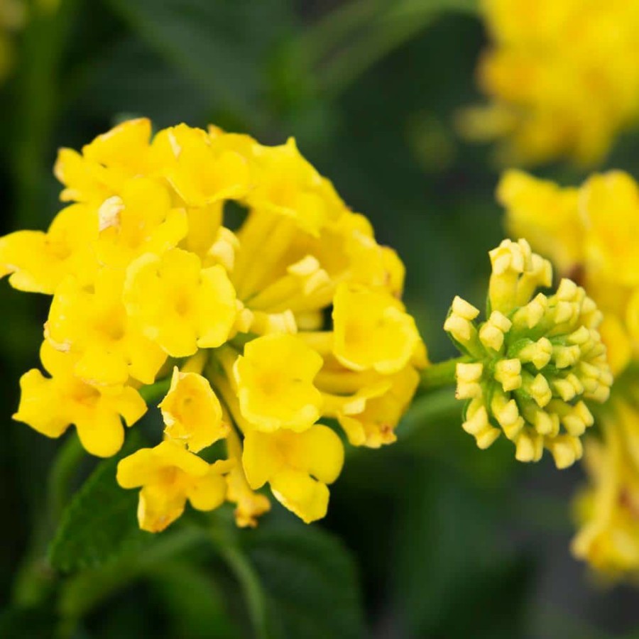 Outdoor Plants * | Outlet 1 Qt. Lantana New Gold Plant Collection (4-Pack) By Altman Plants