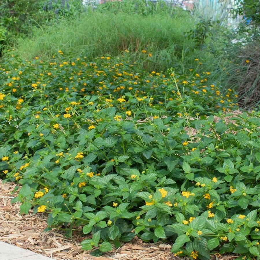 Outdoor Plants * | Outlet 1 Qt. Lantana New Gold Plant Collection (4-Pack) By Altman Plants