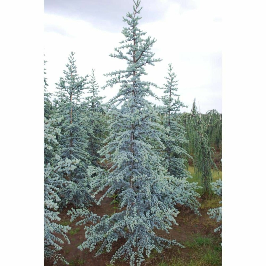 Outdoor Plants * | Top 10 1 Gal. Blue Atlas Cedar Tree With Sparkling Silver Blue Foliage By Online Orchards