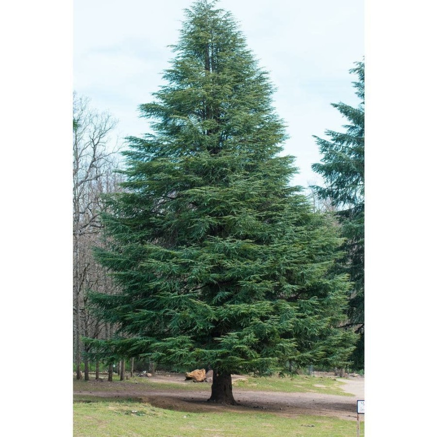 Outdoor Plants * | Top 10 1 Gal. Blue Atlas Cedar Tree With Sparkling Silver Blue Foliage By Online Orchards