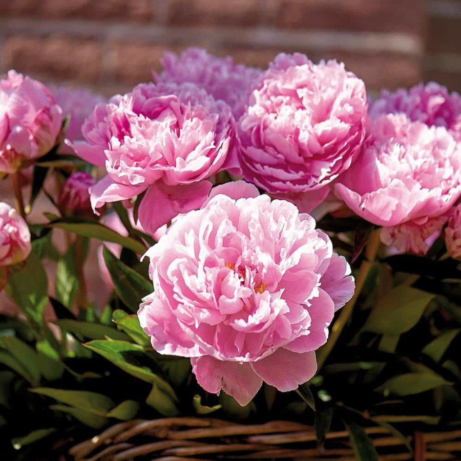 Outdoor Plants * | Deals Peonies Bulbs Sarah Bernhardt (Set Of 3 Roots) By Van Zyverden