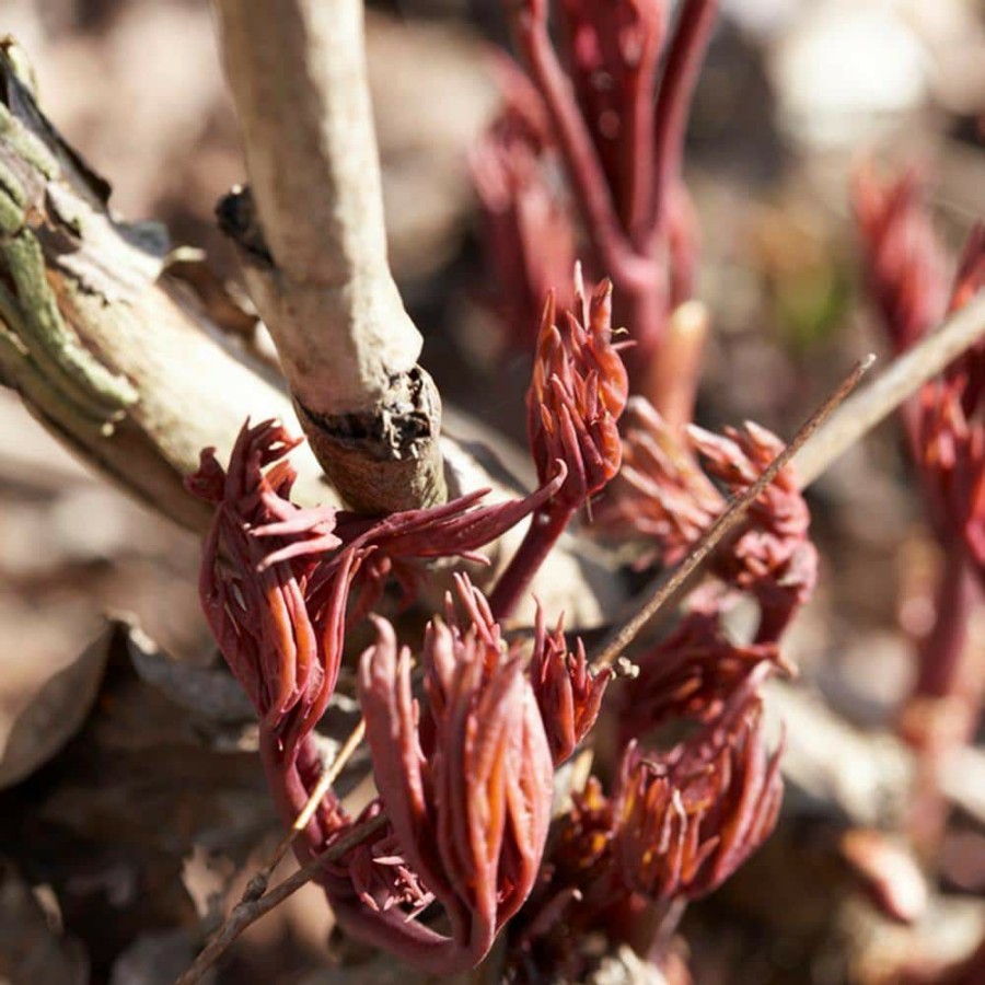 Outdoor Plants * | Deals Peonies Bulbs Sarah Bernhardt (Set Of 3 Roots) By Van Zyverden