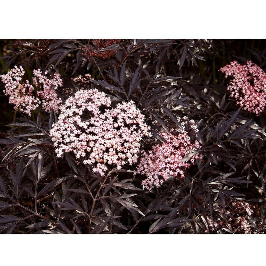 Outdoor Plants * | Coupon 4.5 In. Qt. Black Lace Elderberry (Sambucus) Live Shrub, Pink Flowers By Proven Winners