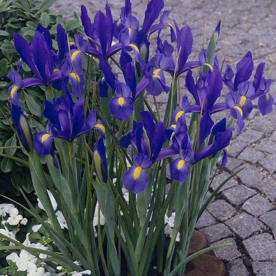 Outdoor Plants * | Best Deal Dutch Iris Bulbs Sapphire Beauty (Set Of 25) By Van Zyverden