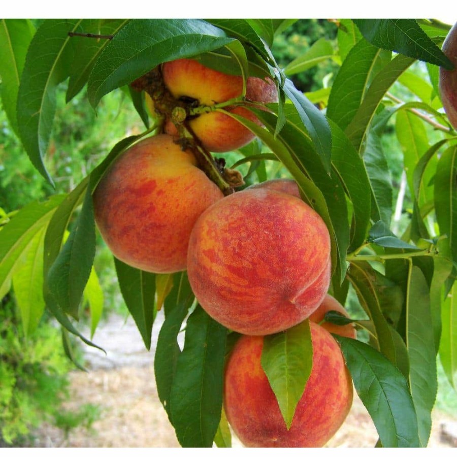 Outdoor Plants * | Coupon Curlfree Peach Tree Bare Root By Online Orchards