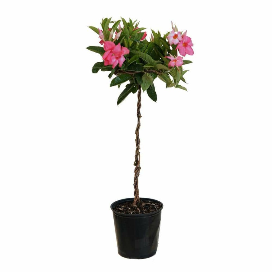 Outdoor Plants * | Best Pirce 2 Gal. 9.25 In. Pink Mandevilla Topiary Plant In Grower Pot By United Nursery