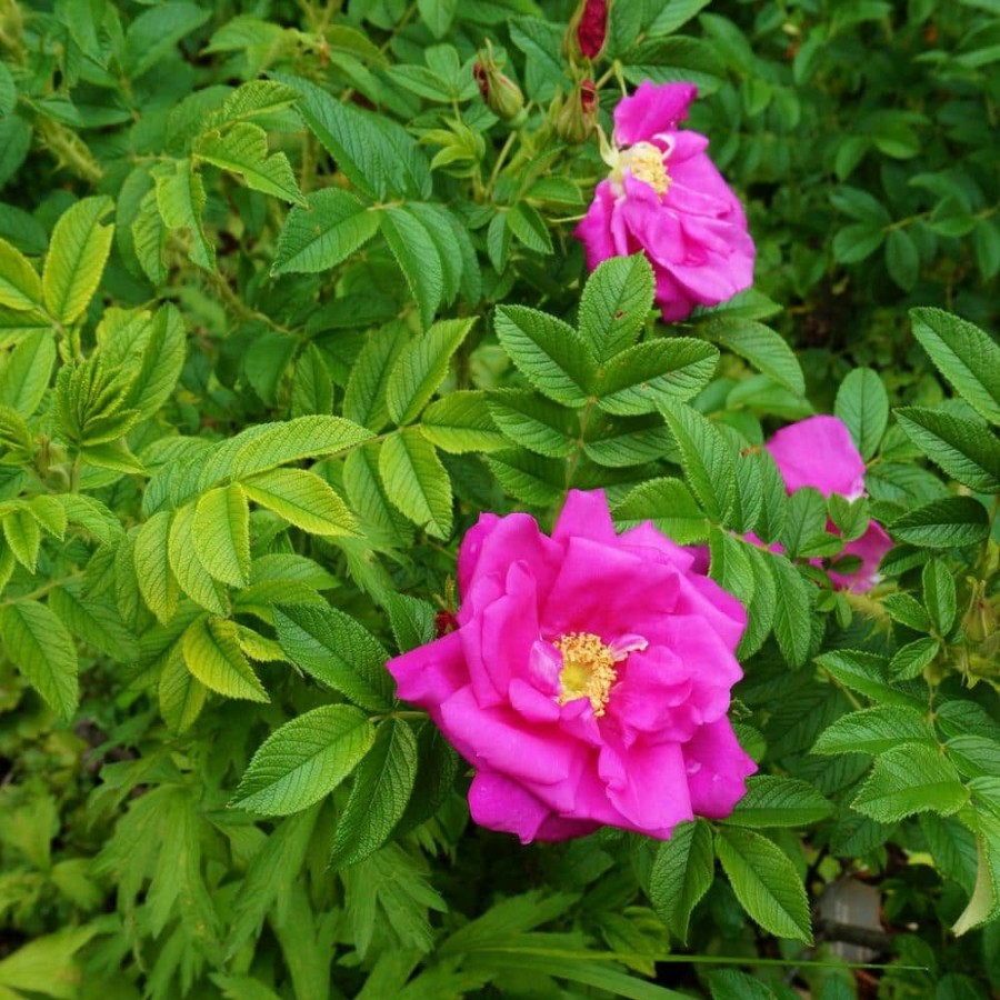 Outdoor Plants * | Top 10 2 Gal. Japanese Rose (Rosa Rugosa) Live Shrub With Pink Flowers By Bell Nursery