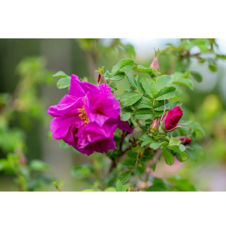 Outdoor Plants * | Top 10 2 Gal. Japanese Rose (Rosa Rugosa) Live Shrub With Pink Flowers By Bell Nursery