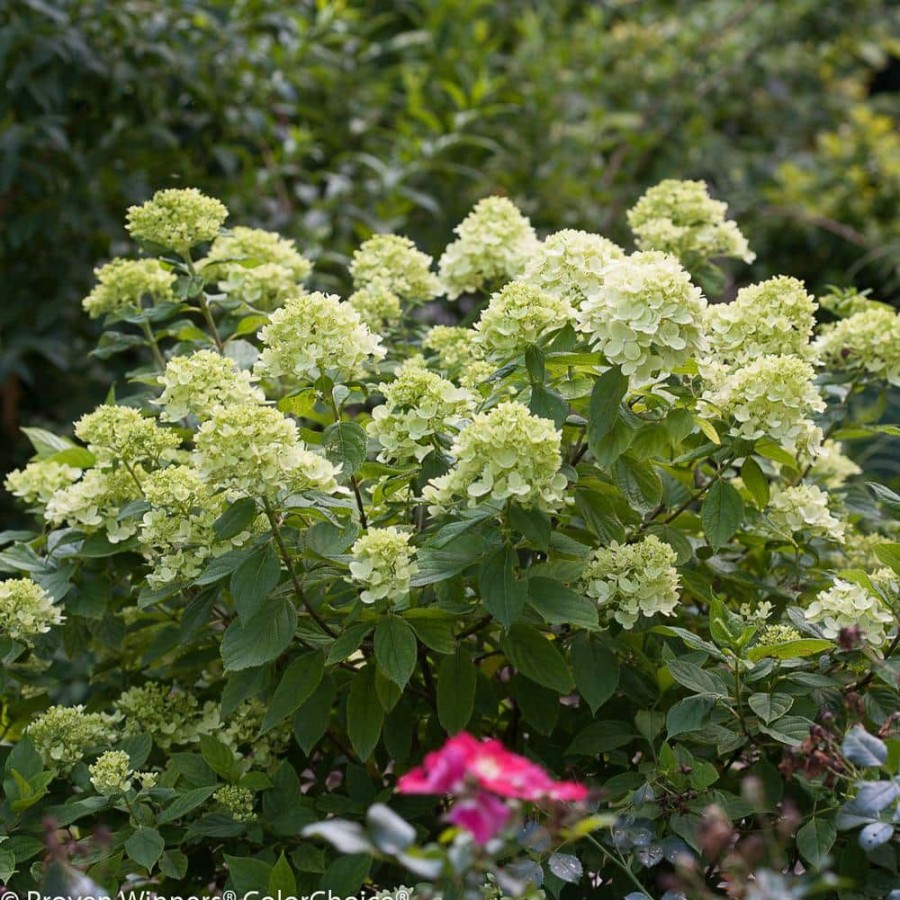 Outdoor Plants * | Best Pirce 4.5 In. Qt. Little Lime Hardy Hydrangea (Paniculata) Live Shrub, Green To Pink Flowers By Proven Winners