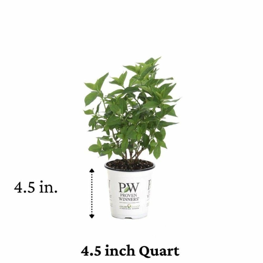 Outdoor Plants * | Best Pirce 4.5 In. Qt. Little Lime Hardy Hydrangea (Paniculata) Live Shrub, Green To Pink Flowers By Proven Winners