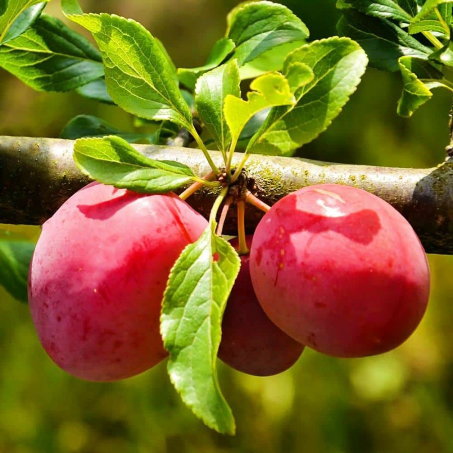 Outdoor Plants * | Cheapest 1 Gal. Methley Plum Tree By Unbranded