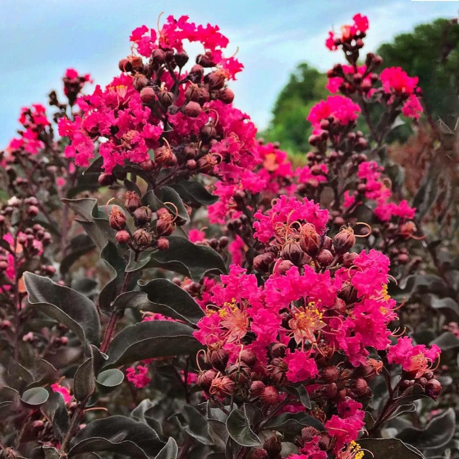 Outdoor Plants * | Best Reviews Of 1 Gal. Mystic Magenta Crape Myrtle Tree By Black Diamond