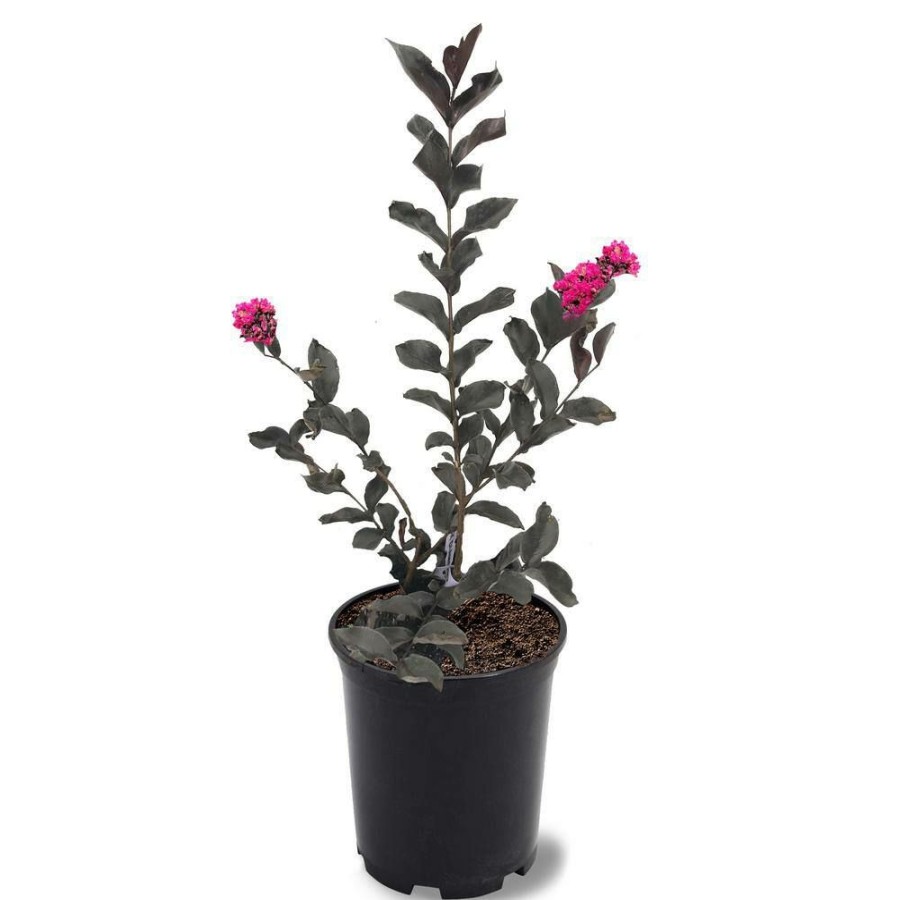 Outdoor Plants * | Best Reviews Of 1 Gal. Mystic Magenta Crape Myrtle Tree By Black Diamond