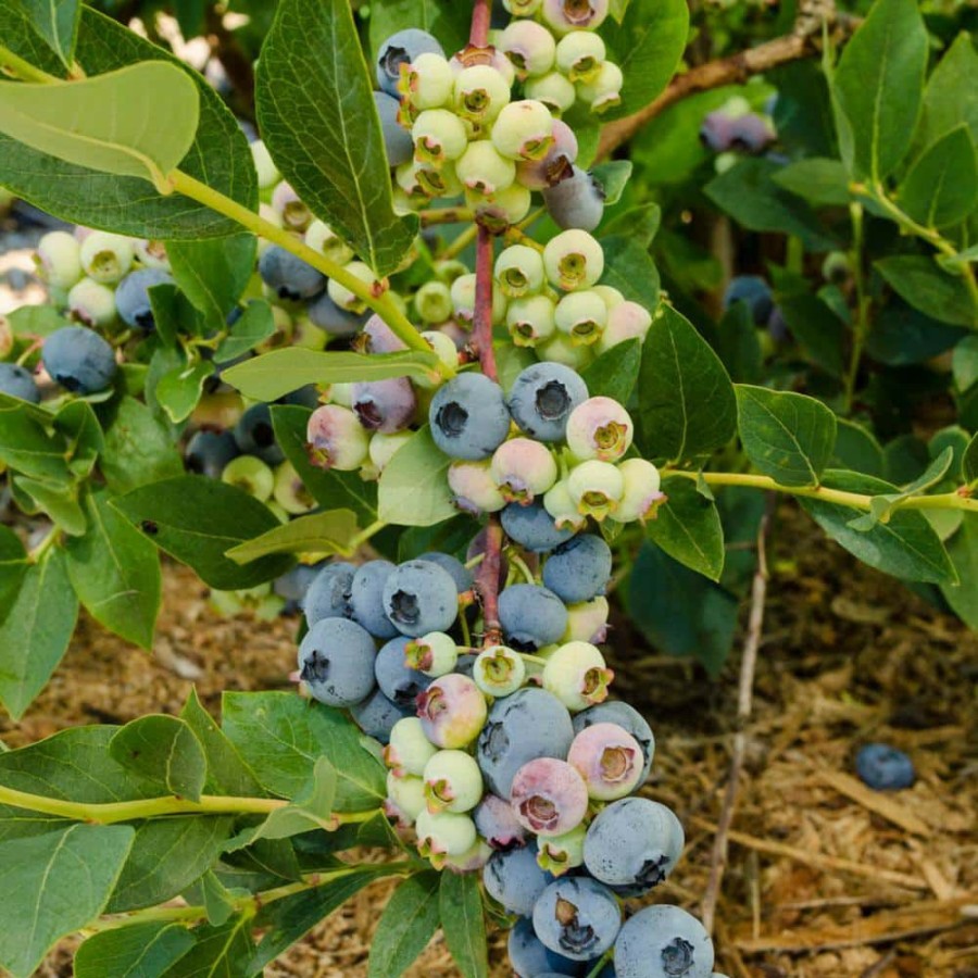 Outdoor Plants * | Promo 1 Gal. Elliot Blueberry (Vaccinium), Live Fruiting Plant, White Flowers With Green Foliage (1-Pack) By Gurney'S