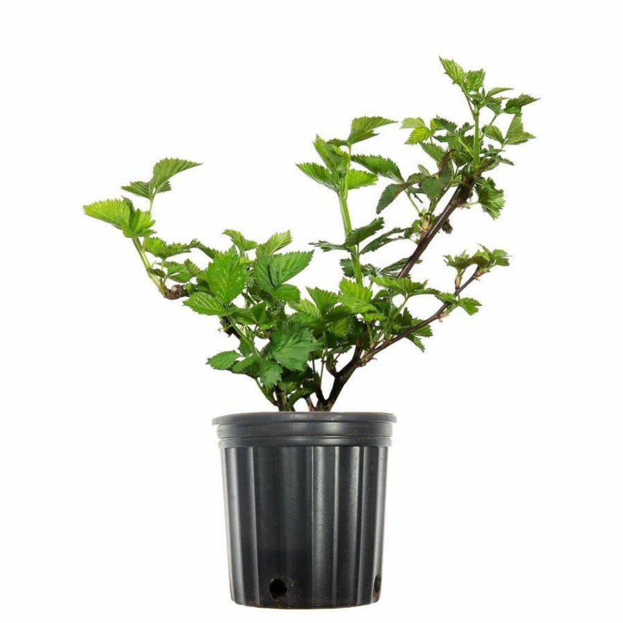 Outdoor Plants * | Outlet Natchez Blackberry Bush In 1 Gal. Growers Pot, Large, Sweet Berries By Perfect Plants