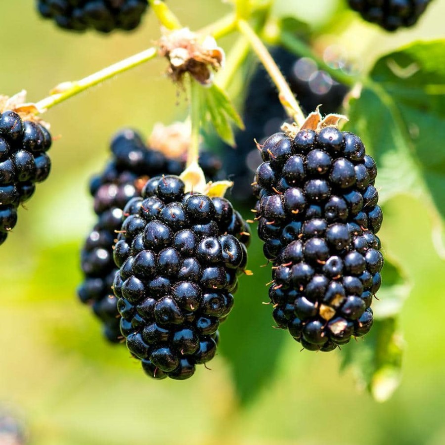 Outdoor Plants * | Outlet Natchez Blackberry Bush In 1 Gal. Growers Pot, Large, Sweet Berries By Perfect Plants