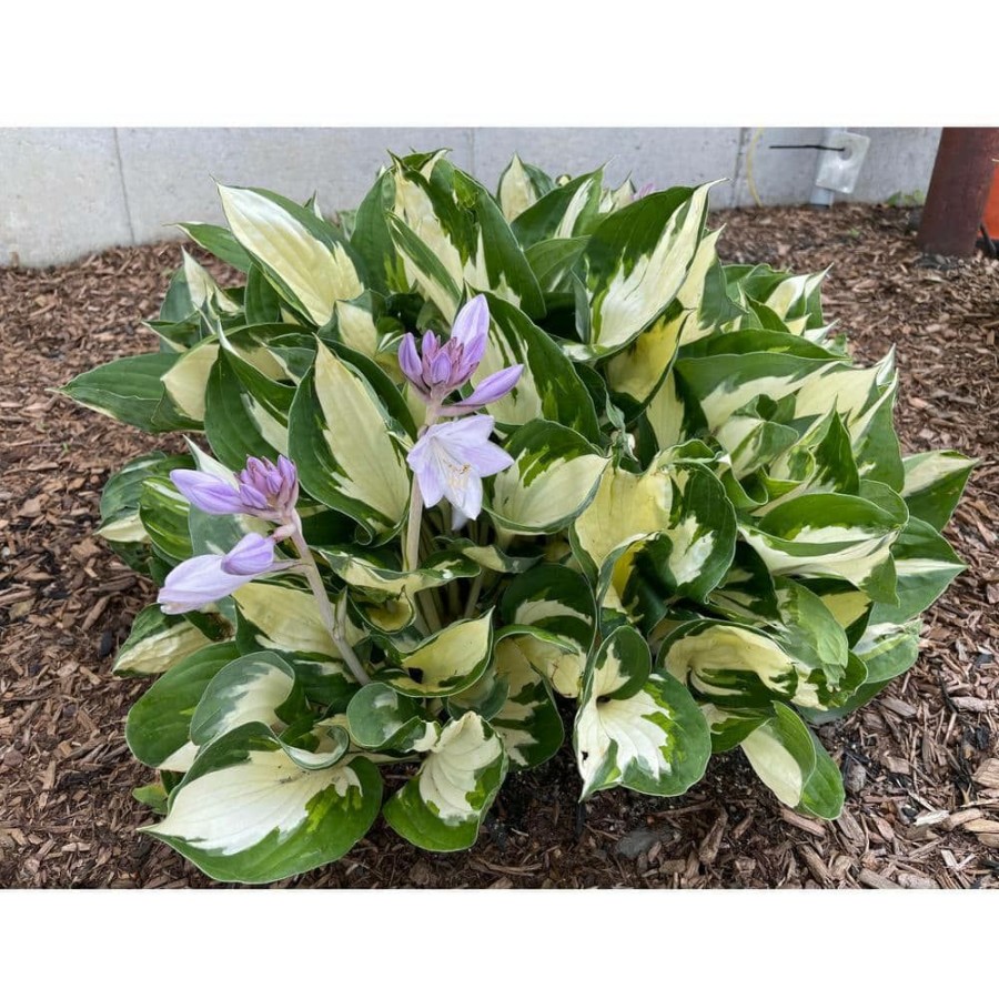 Outdoor Plants * | Discount 1 Gal. Loyalist Hosta Shrub With Pure White Leaf Centers And Creamy White Flowers (2-Pack) By Online Orchards