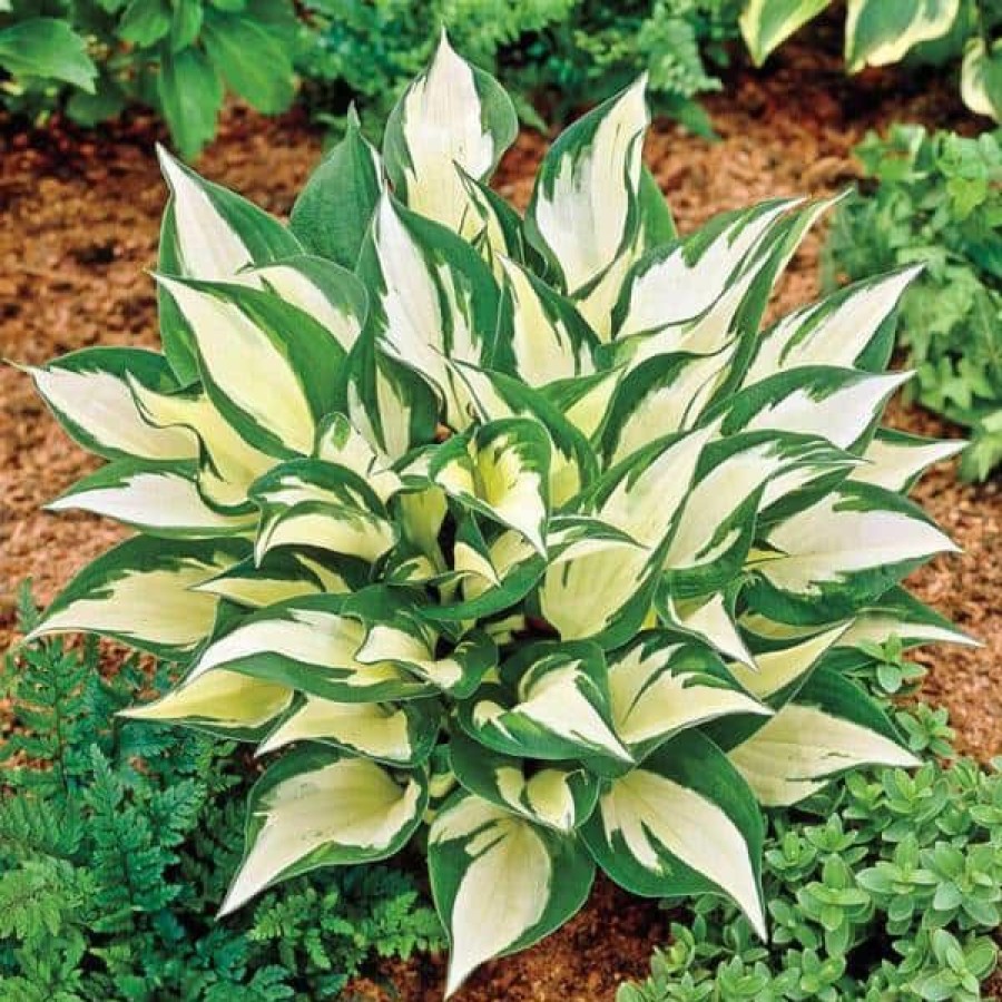 Outdoor Plants * | Discount 1 Gal. Loyalist Hosta Shrub With Pure White Leaf Centers And Creamy White Flowers (2-Pack) By Online Orchards