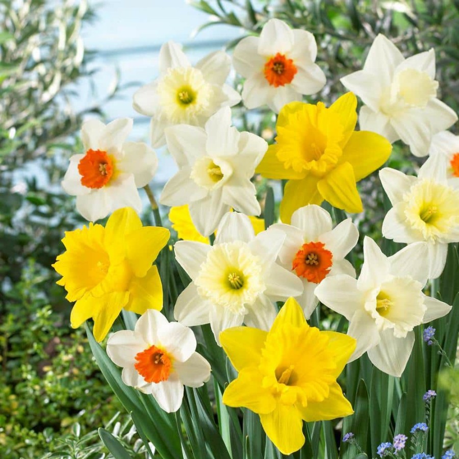 Outdoor Plants * | Best Deal 12/14 Cm Daffodil Naturalizing Mixed Flower Bulbs (Bag Of 100) By Garden State Bulb