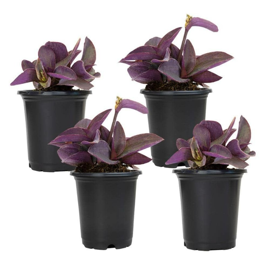 Outdoor Plants * | Promo 4 In. Setcreasea Purple Queen Tradescantia Pallida Plant (4-Pack) By Altman Plants