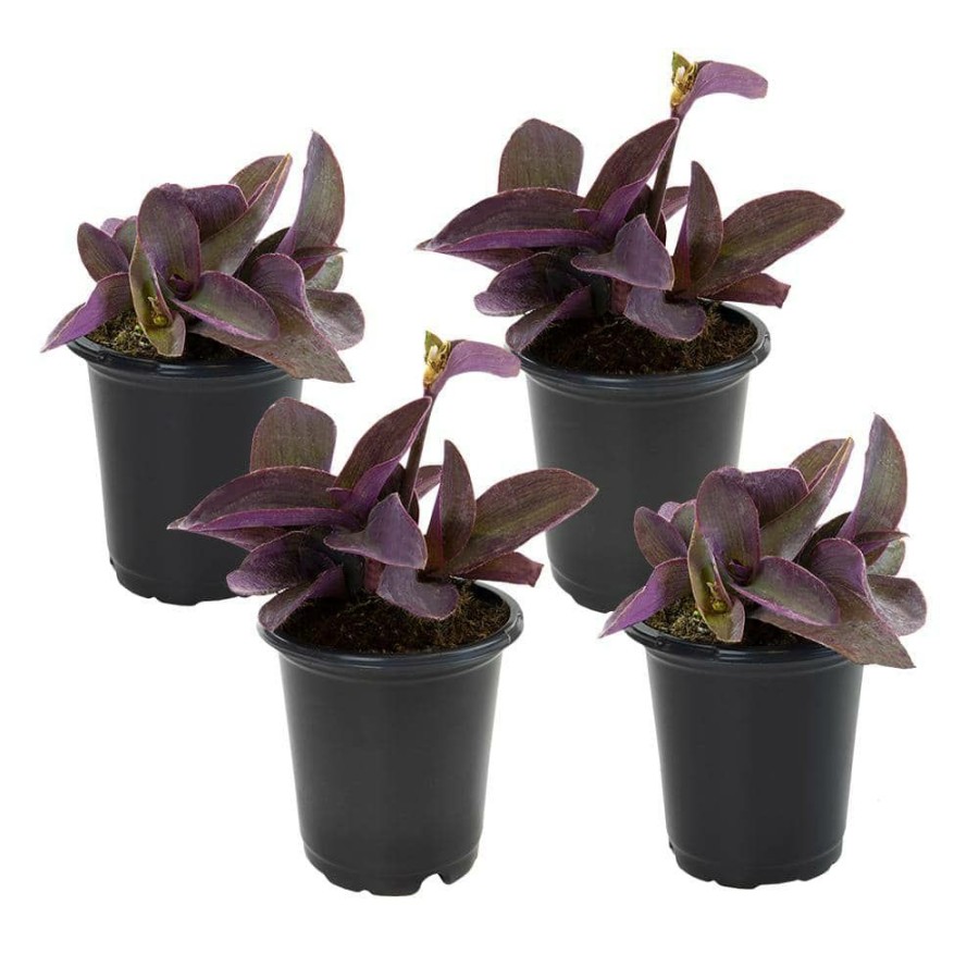 Outdoor Plants * | Promo 4 In. Setcreasea Purple Queen Tradescantia Pallida Plant (4-Pack) By Altman Plants