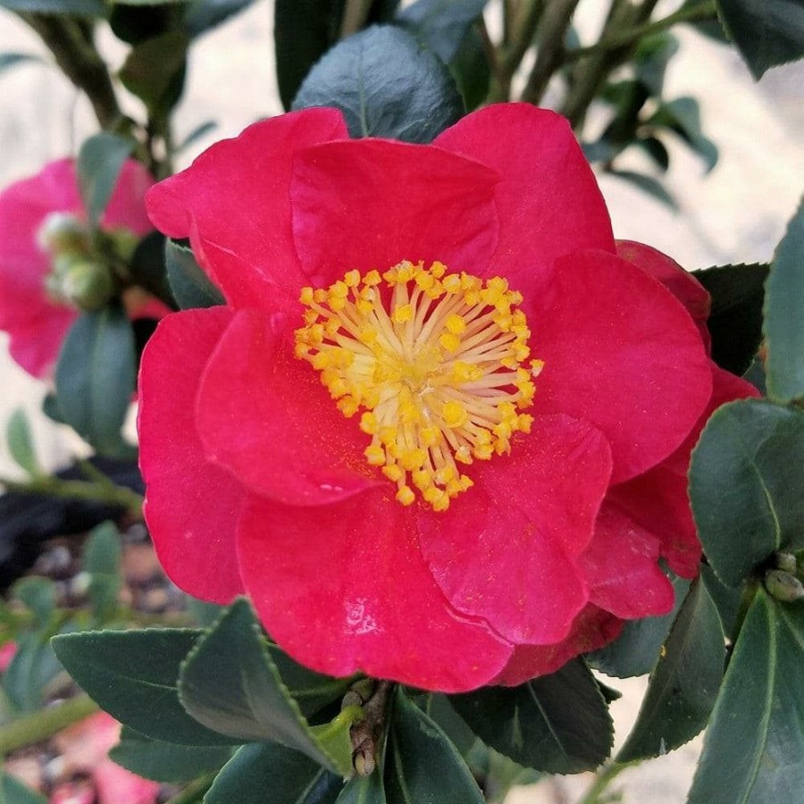 Outdoor Plants * | Discount 2.5 Qt. Yuletide Camellia (Sasanqua) Shrub With Christmas Red Blooms By Flowerwood