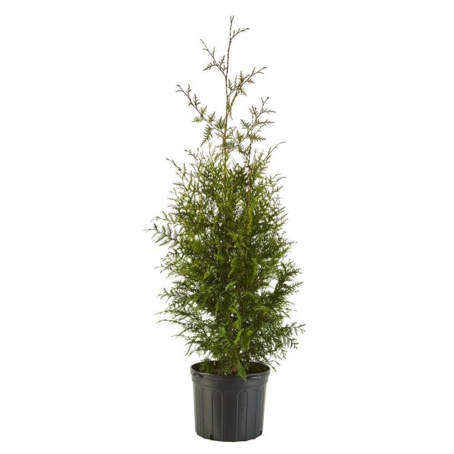 Outdoor Plants * | Top 10 2.25 Gal. Arborvitae Green Giant Shrub With Green Foliage By Unbranded