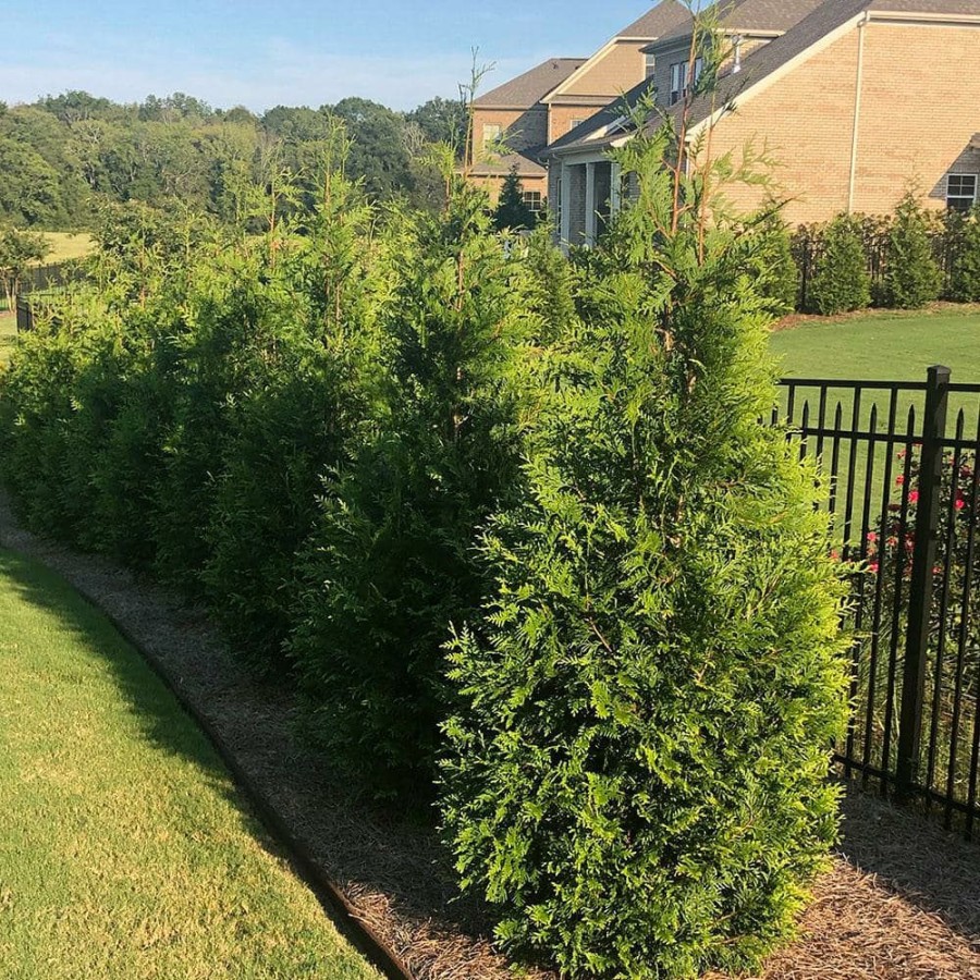 Outdoor Plants * | Top 10 2.25 Gal. Arborvitae Green Giant Shrub With Green Foliage By Unbranded