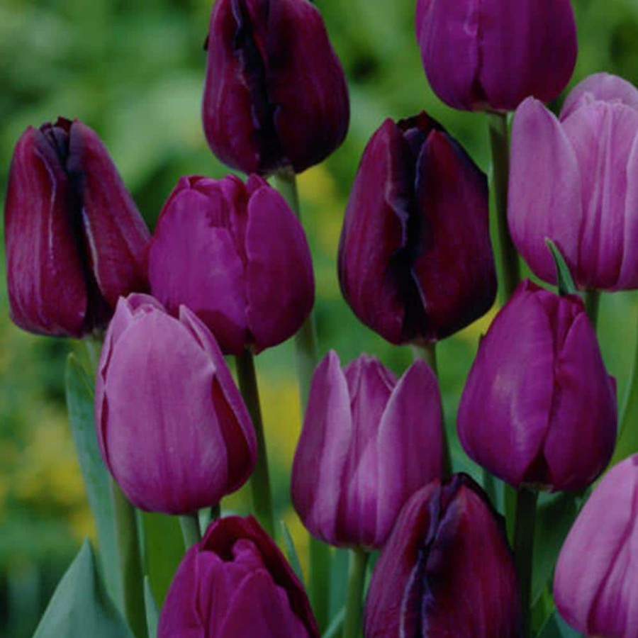 Outdoor Plants * | Budget Purple Tulips Non-Stop Purple Blend Bulbs (25-Pack) By Van Zyverden