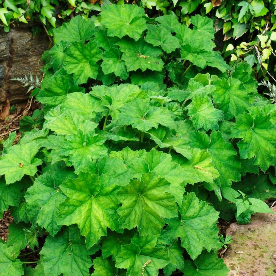 Outdoor Plants * | Top 10 4 In. Pot Autumn Bride Coral Bells Heuchera With Green Foliage Live Perennial Plant (1-Pack) By Spring Hill Nurseries