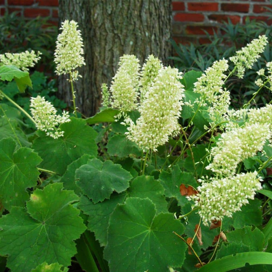 Outdoor Plants * | Top 10 4 In. Pot Autumn Bride Coral Bells Heuchera With Green Foliage Live Perennial Plant (1-Pack) By Spring Hill Nurseries