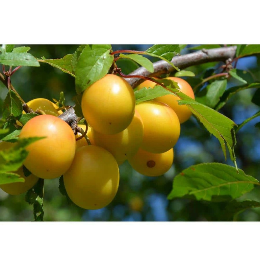 Outdoor Plants * | Top 10 Dwarf Shiro Plum Tree Bare Root By Online Orchards