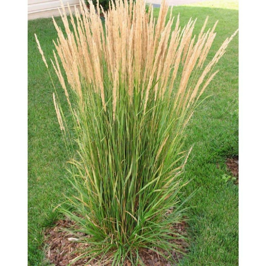 Outdoor Plants * | Promo 1 Gal. Avalanche Feather Reed Grass Lovely Tall, Variegated Ornamental Grass Perfect For Borders And Accents By Online Orchards