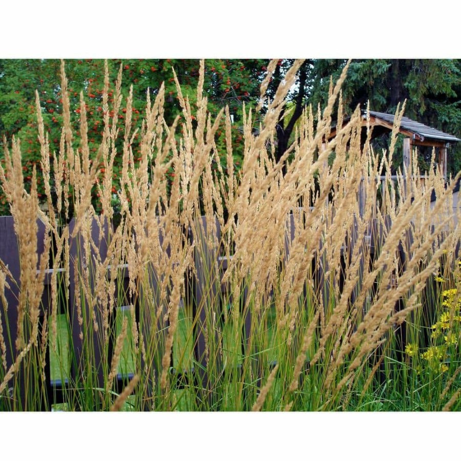 Outdoor Plants * | Promo 1 Gal. Avalanche Feather Reed Grass Lovely Tall, Variegated Ornamental Grass Perfect For Borders And Accents By Online Orchards