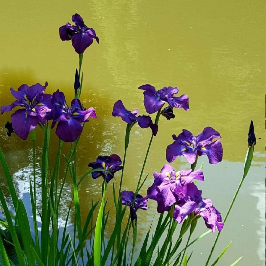 Outdoor Plants * | Brand New Givhandys 4 In. Potted Iris Ensata Bog/Marginal Aquatic Pond Plant By Unbranded