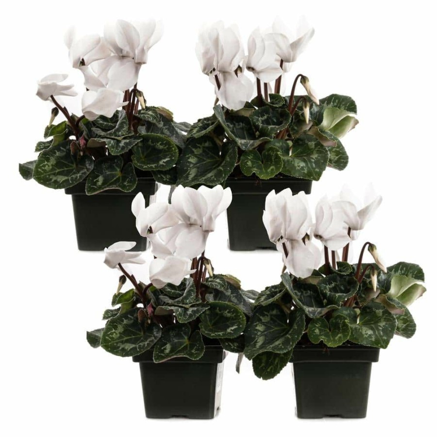 Outdoor Plants * | Best Pirce 1.21-Pint White Cyclamen Latinia Plant In 4 In. Pot (4-Pack) By Unbranded