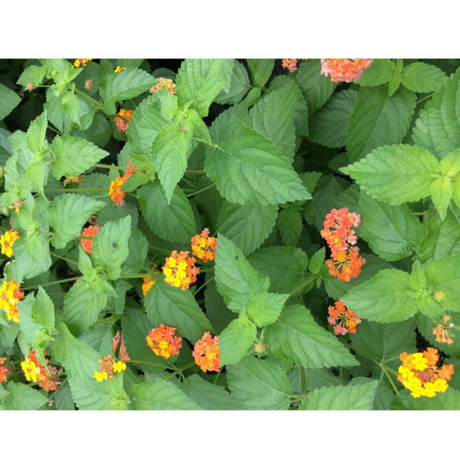 Outdoor Plants * | Hot Sale Lantana Plants Mix, 3 Total Plants In 3 Separate 4 In. Pots By Daylily Nursery