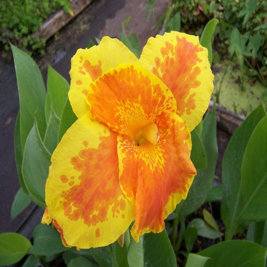 Outdoor Plants * | Deals 4 In. King Humbert Canna Potted Bog/Marginal Pond Plant By Unbranded