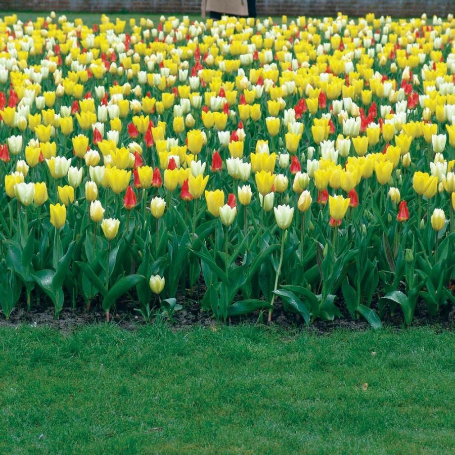 Outdoor Plants * | Flash Sale Early Bloomer Fosteriana Tulip Bulb Mixture (100-Pack) By Van Bourgondien