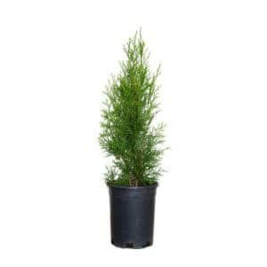 Outdoor Plants * | Cheap 2.5 Qt. Emerald Green Arborvitae(Thuja) Live Evergreen Shrub, Green Foliage By Flowerwood