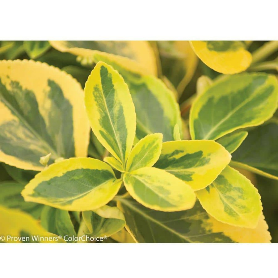 Outdoor Plants * | Wholesale 4.5 In. Qt. Gold Splash Wintercreeper (Euonymus) Live Evergreen Shrub, Green And Yellow Foliage By Proven Winners