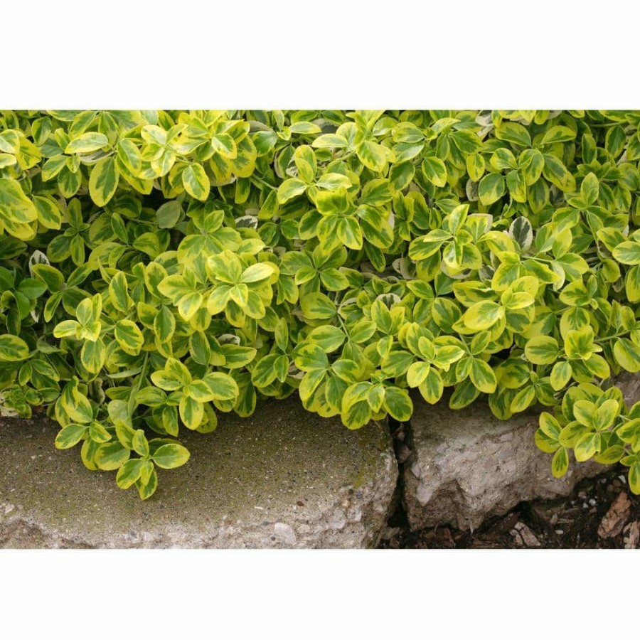 Outdoor Plants * | Wholesale 4.5 In. Qt. Gold Splash Wintercreeper (Euonymus) Live Evergreen Shrub, Green And Yellow Foliage By Proven Winners