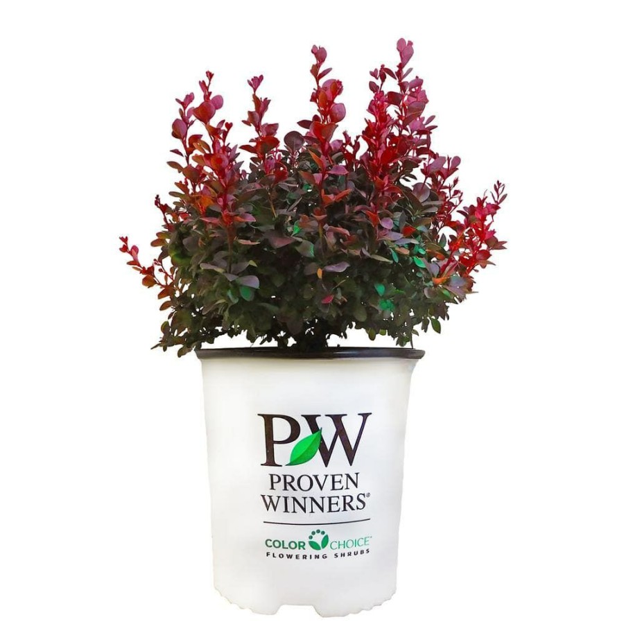 Outdoor Plants * | Cheap 2 Gal. Sunjoy Mini Maroon Barberry Plant With Deep Purple-Red Foliage By Proven Winners