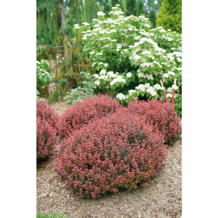 Outdoor Plants * | Cheap 2 Gal. Sunjoy Mini Maroon Barberry Plant With Deep Purple-Red Foliage By Proven Winners