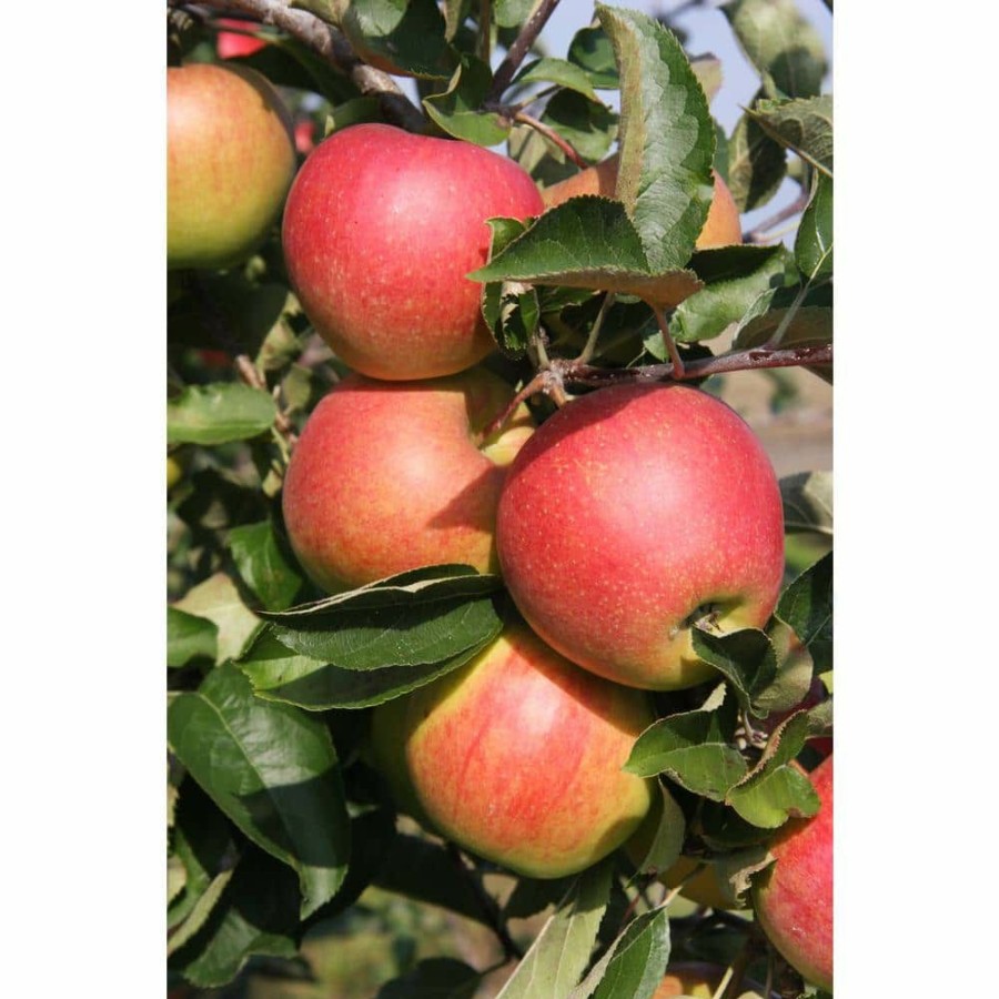 Outdoor Plants * | Deals Jonagold Apple Tree Bare Root By Online Orchards